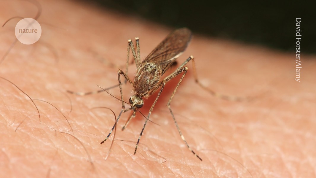 Salud: Los mosquitos ganan territorio
