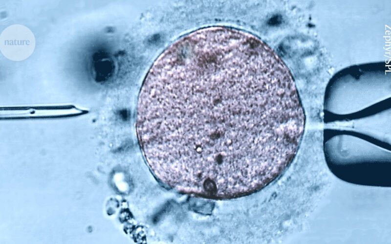Medicina: Clínicas anuncian mitocondrias jóvenes para la FIV