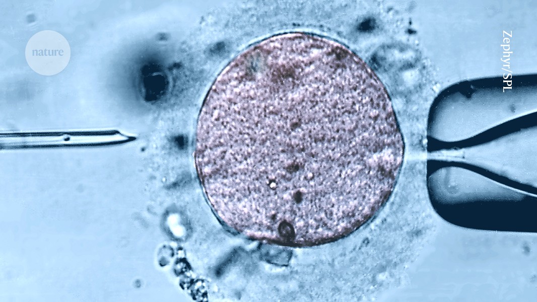 Medicina: Clínicas anuncian mitocondrias jóvenes para la FIV