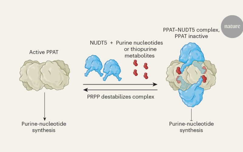 Biología: Nucleótidos que pegan proteínas