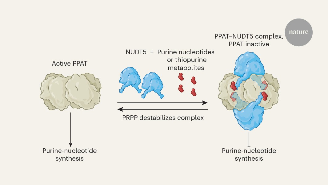 Biología: Nucleótidos que pegan proteínas