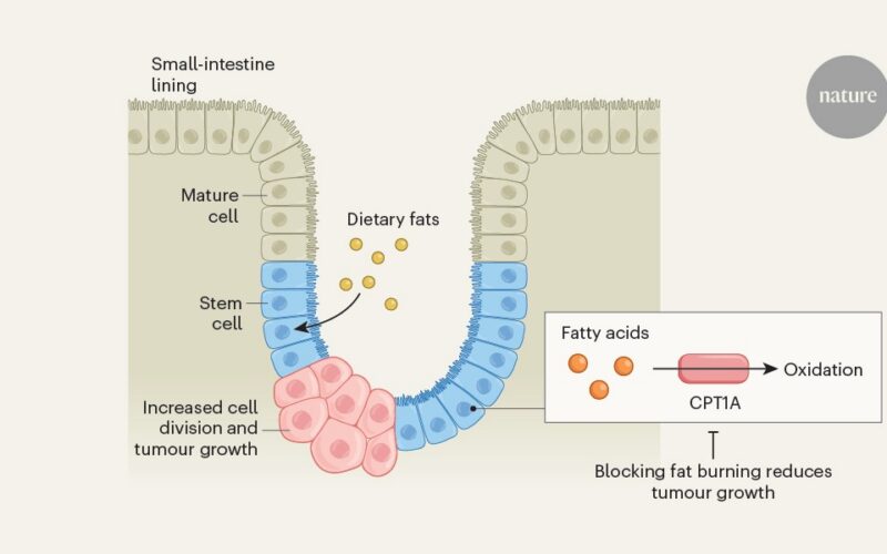 Salud: Una dieta keto alimentó tumores intestinales en ratones