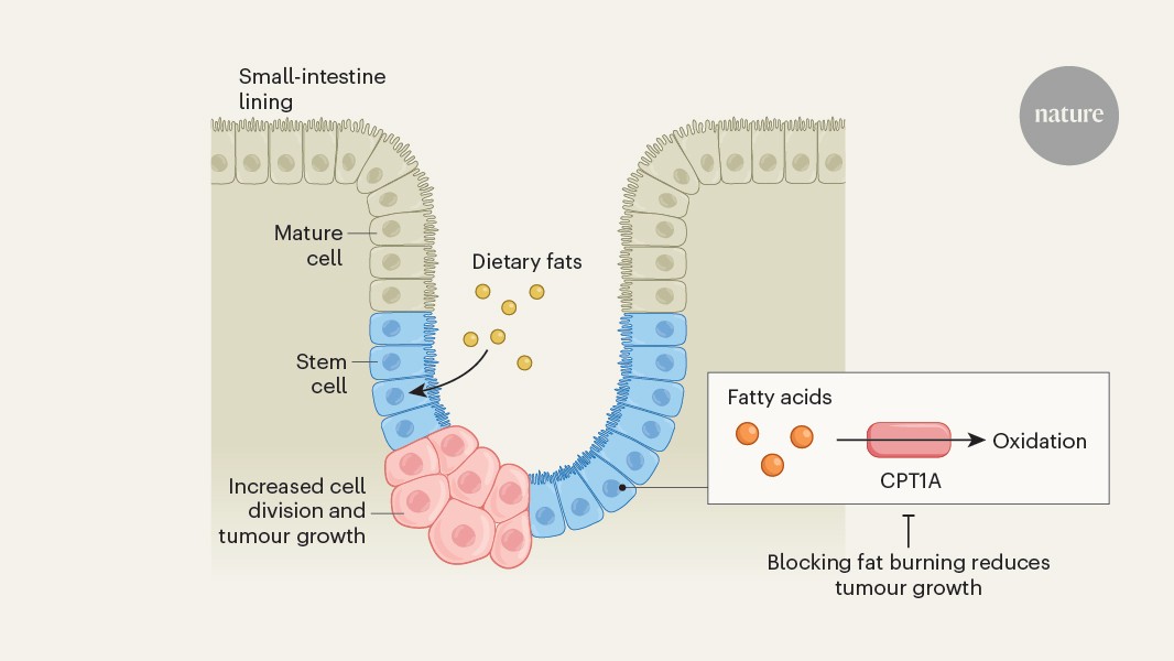 Salud: Una dieta keto alimentó tumores intestinales en ratones