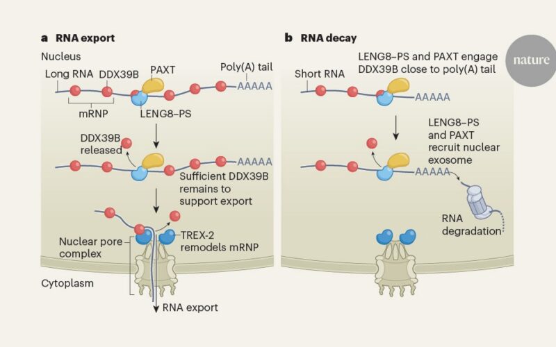 Biología: Dos destinos de ARN comparten ruta