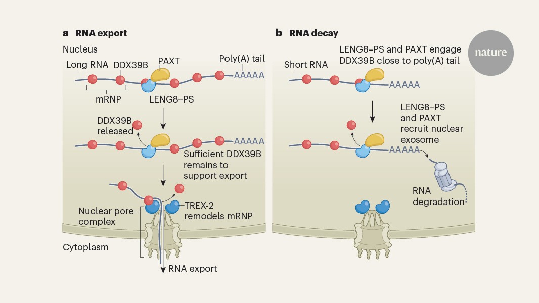 Biología: Dos destinos de ARN comparten ruta