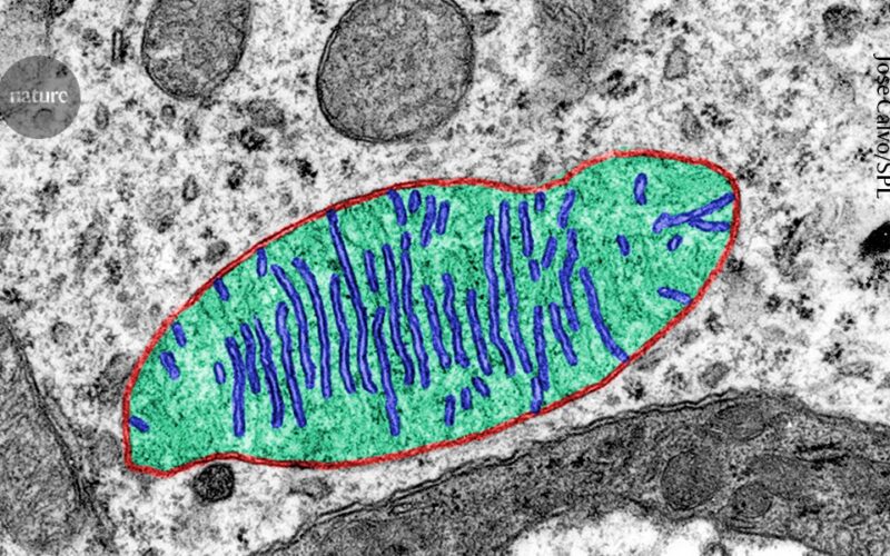 Espacio: La microgravedad golpea a las mitocondrias