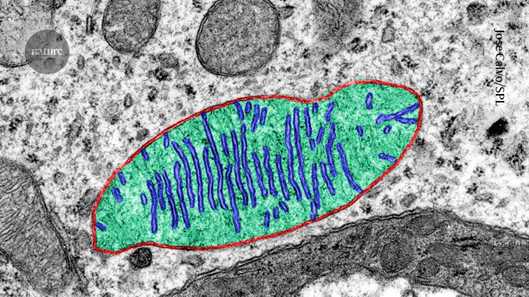 Espacio: La microgravedad golpea a las mitocondrias