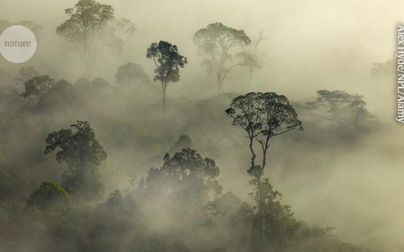 Ecología: Árboles altos y bajos, vulnerables a sequía