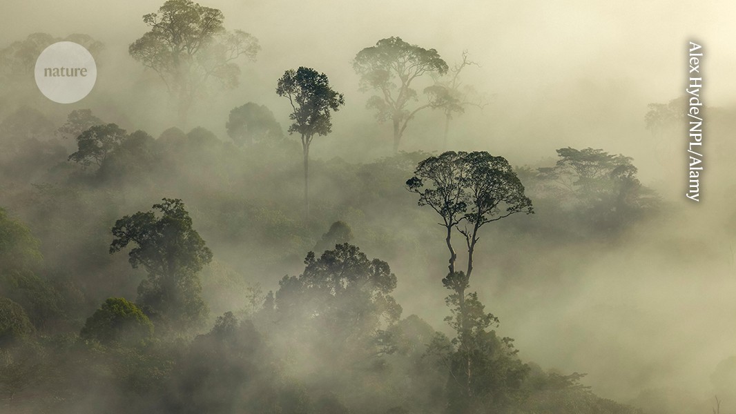 Ecología: Árboles altos y bajos, vulnerables a sequía