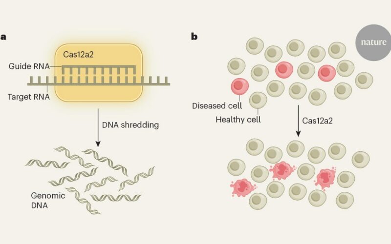 Genética: CRISPR que destruye células con mutaciones