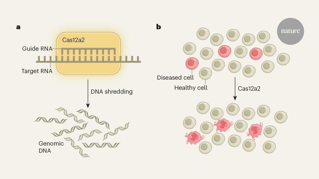 Genética: CRISPR que destruye células con mutaciones