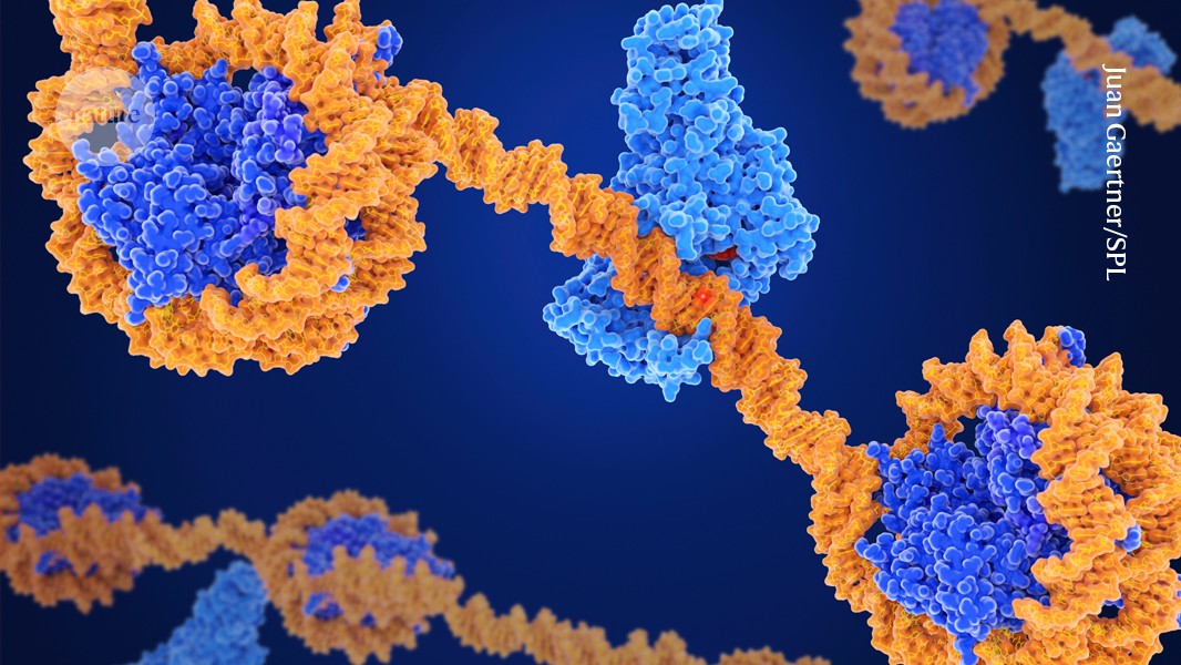 Genética: Editar el epigenoma ya llega a ensayos tempranos