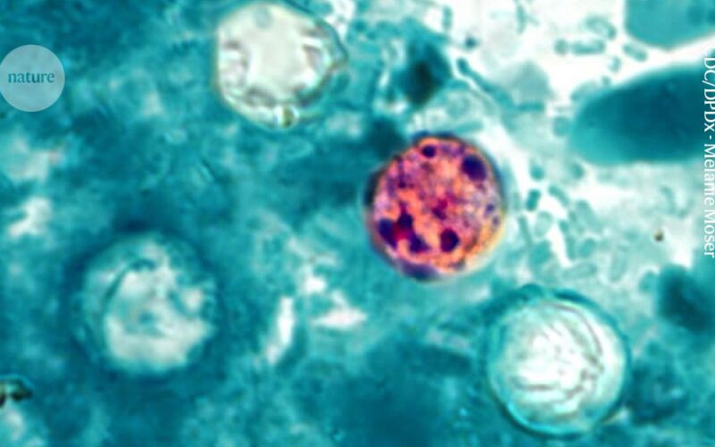Salud: Cyclospora golpea comidas de verano en EE. UU.