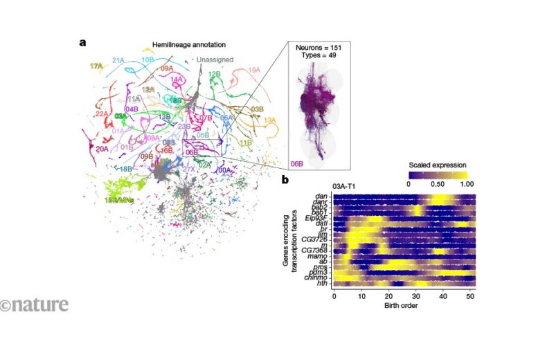 Neuro: Neuronas de mosca guardan su orden de nacimiento