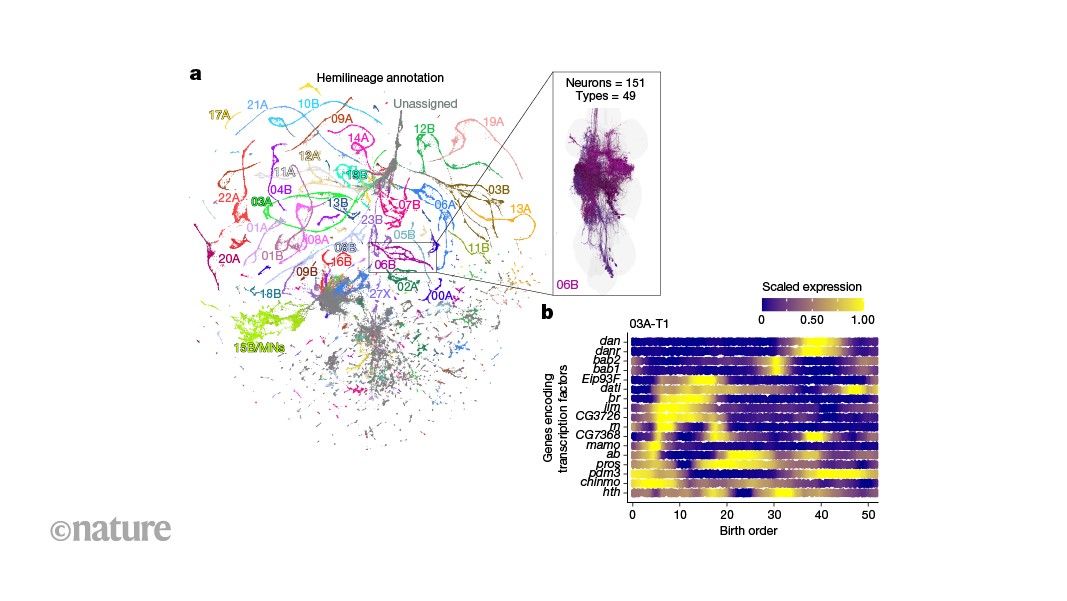 Neuro: Neuronas de mosca guardan su orden de nacimiento