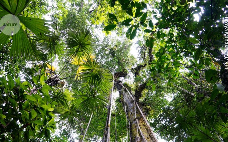 Ecología: Algunos árboles no vuelven tras la tala