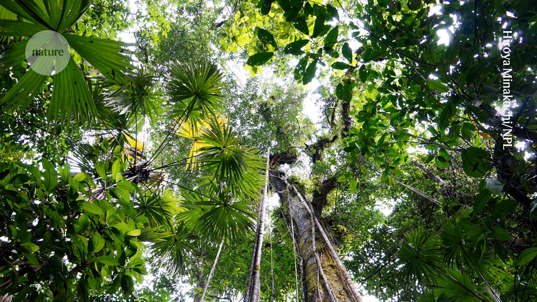 Ecología: Algunos árboles no vuelven tras la tala