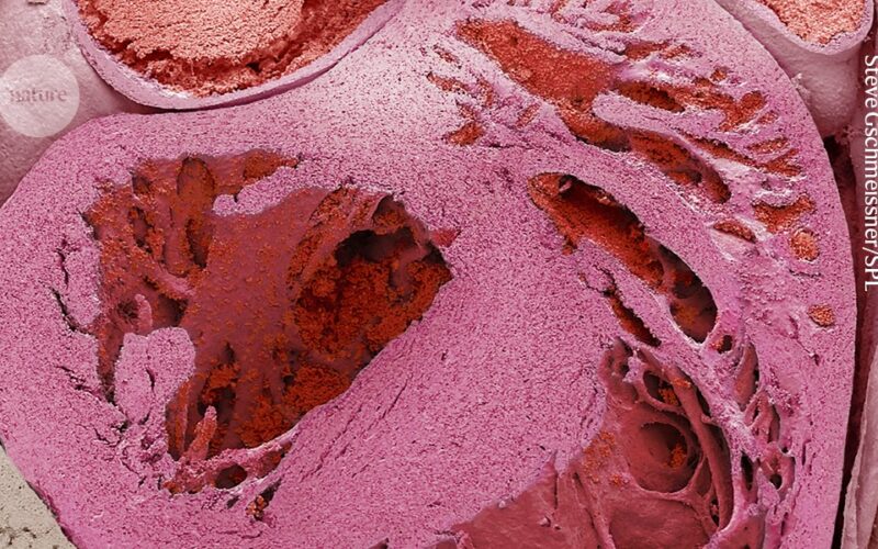 Neuro: El «pequeño cerebro» del corazón protege ante el estrés