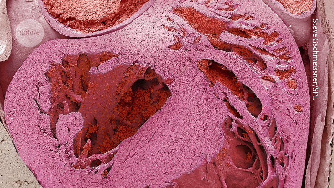 Neuro: El «pequeño cerebro» del corazón protege ante el estrés