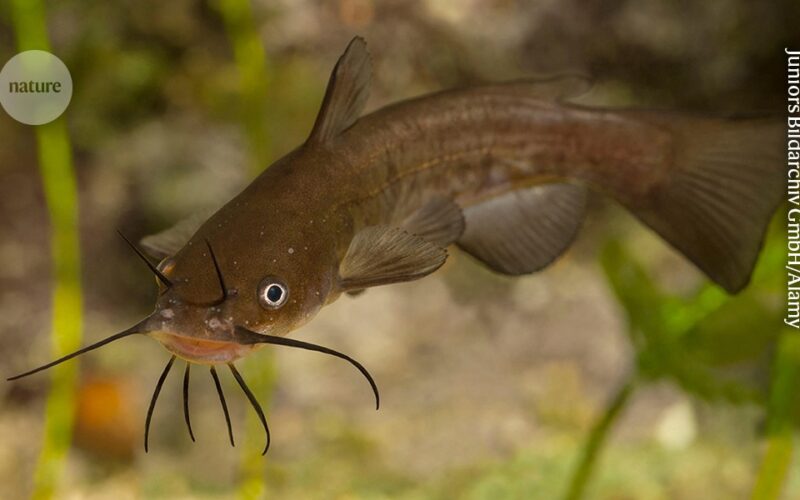Biología: Un melanoma que salta entre peces gato