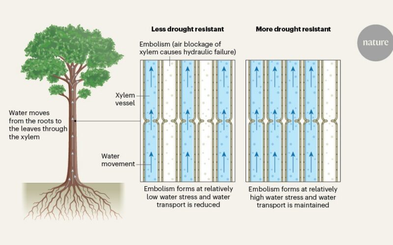 Clima: Los árboles tropicales ajustan su resistencia