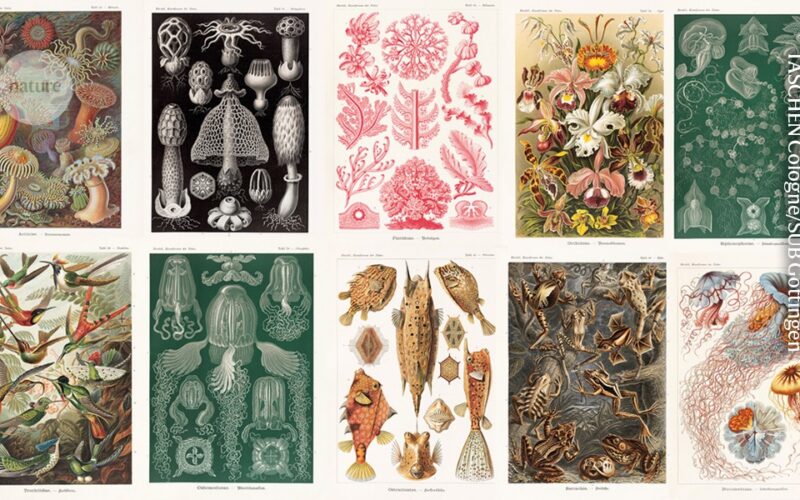🪼 Biología: El arte marino de Ernst Haeckel