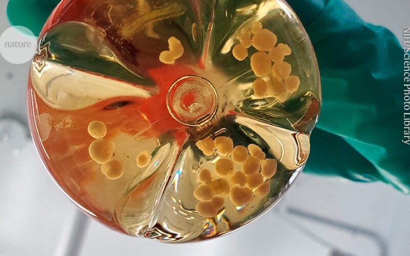 Tecnología: Biocomputadoras y el consentimiento ausente