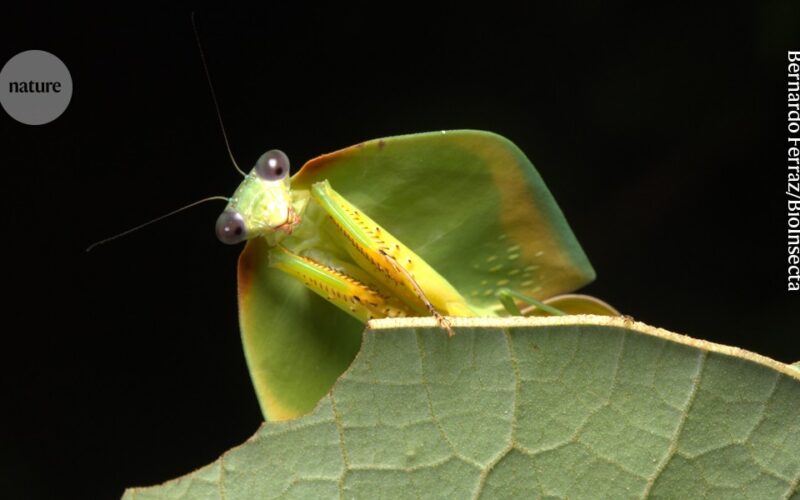 Biología: Un rincón amazónico podría esconder 40 000 insectos