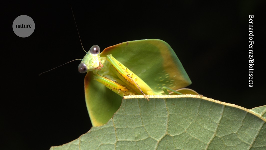 Biología: Un rincón amazónico podría esconder 40 000 insectos