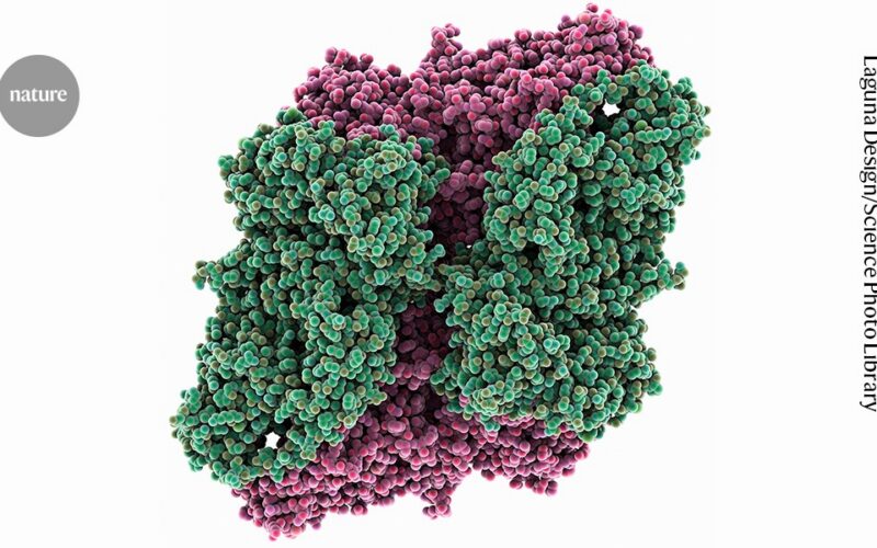 Biología: Detectan anticuerpos equivocados en estudios de envejecimiento