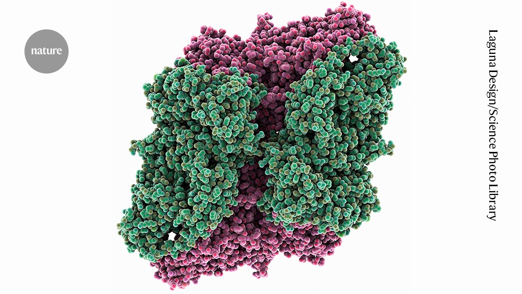 Biología: Detectan anticuerpos equivocados en estudios de envejecimiento
