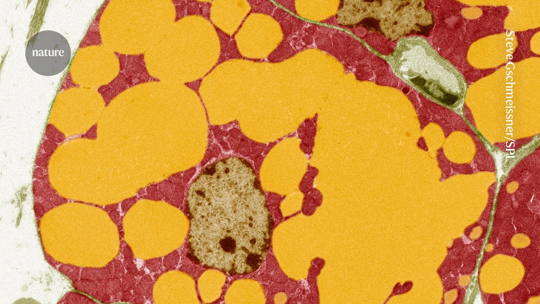 Genética: Variantes de FNIP1 ligadas a menos grasa abdominal