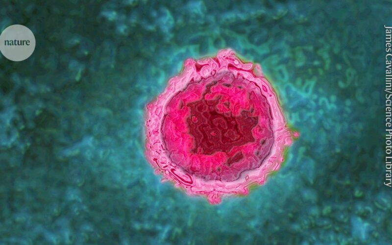 Salud: La COVID-19 puede reactivar virus latentes