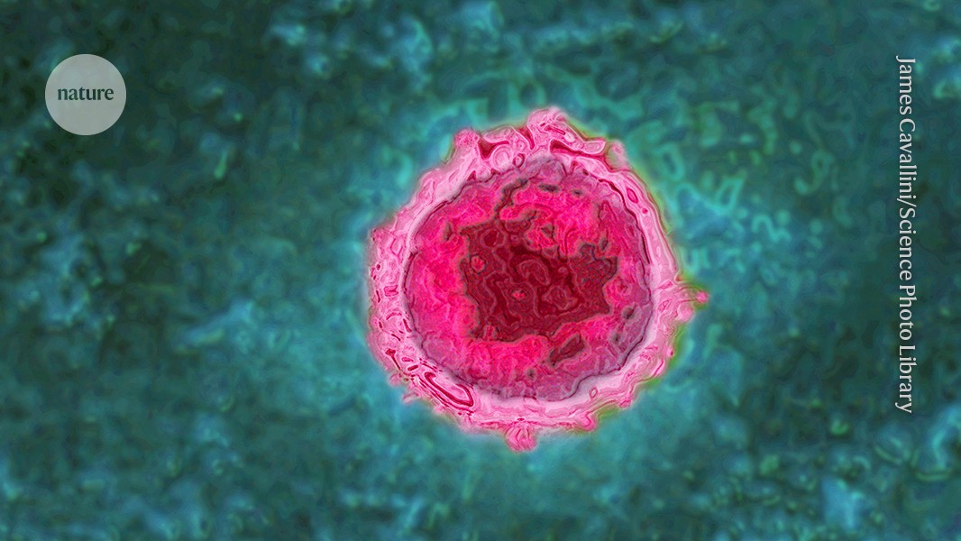 Salud: La COVID-19 puede reactivar virus latentes