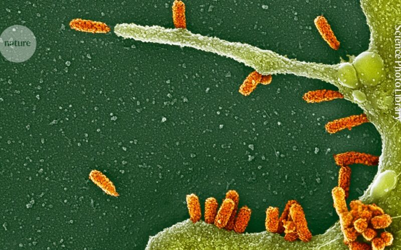Salud: La FDA aprueba una vacuna antigripal de ARNm