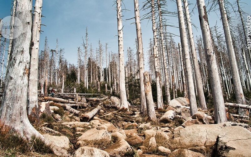 Clima: El calor redujo la cubierta de un bosque antiguo