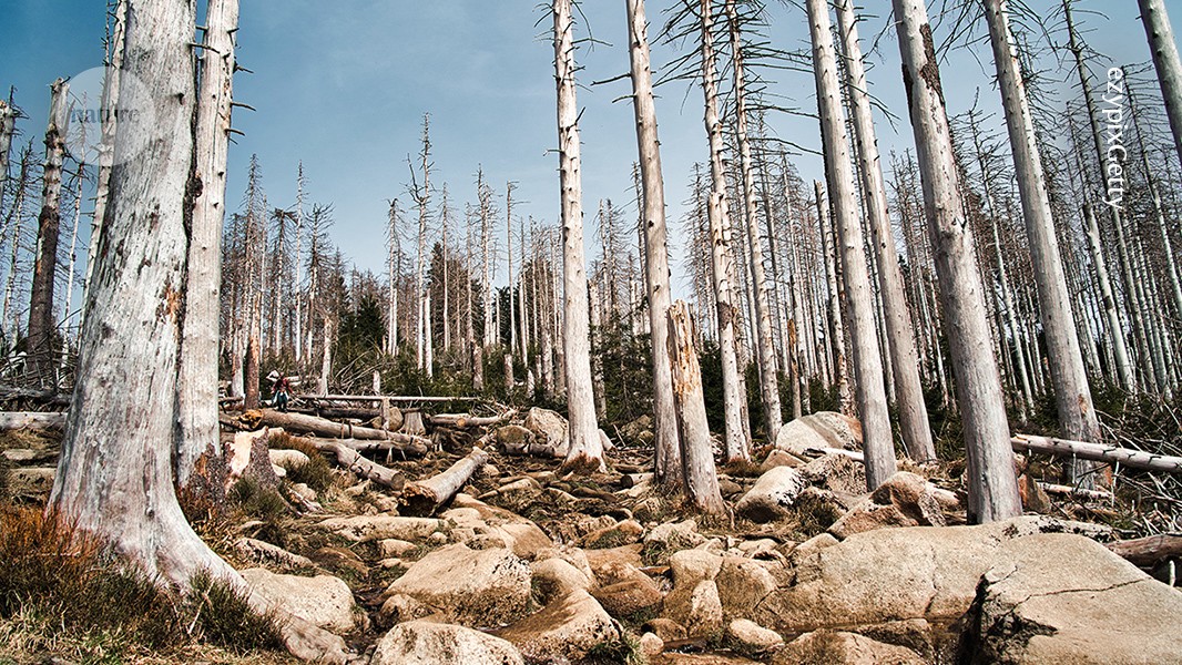 Clima: El calor redujo la cubierta de un bosque antiguo