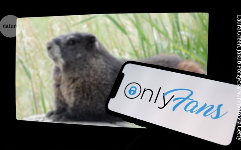 Ecología: OnlyFans financia el seguimiento de marmotas