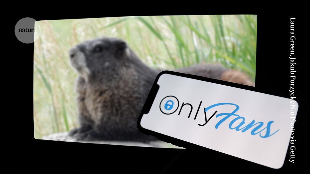 Ecología: OnlyFans financia el seguimiento de marmotas