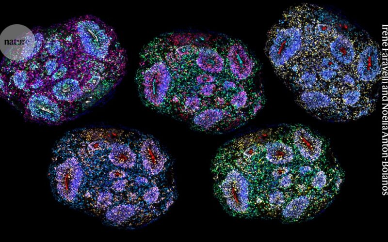 Neurociencia: Organoides cerebrales maduran durante cinco años