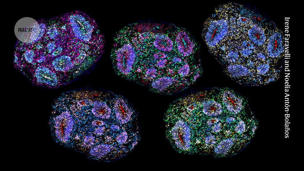 Neurociencia: Organoides cerebrales maduran durante cinco años