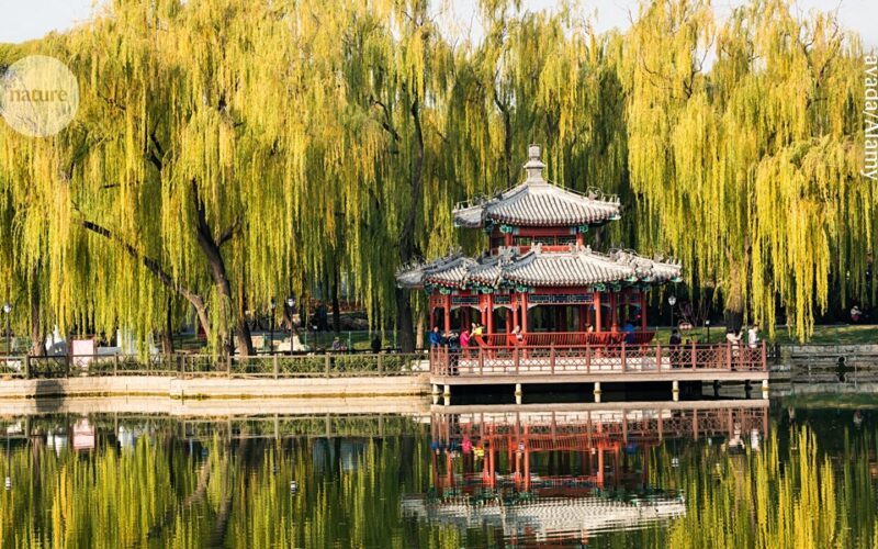 Ciudades: algunos árboles elevan el ozono