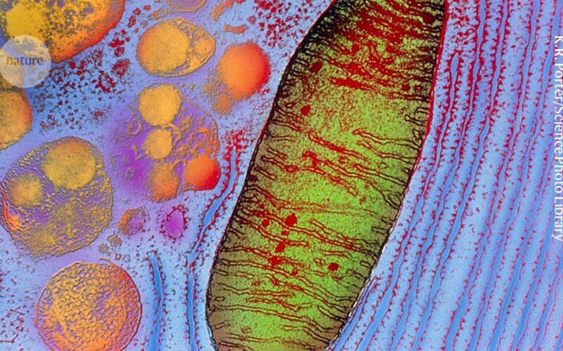 Medicina: Mitocondrias propias se prueban contra la ceguera