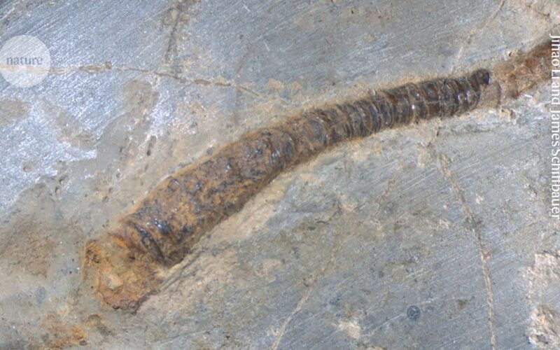 Paleontología: La simbiosis animal-bacteria se remonta al Ediacárico