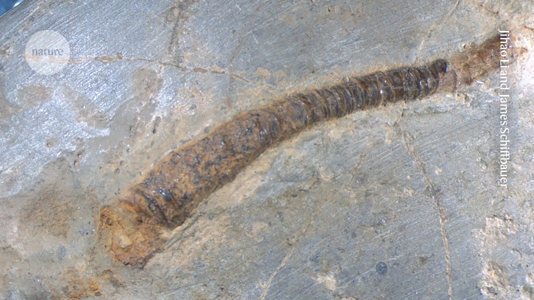 Paleontología: La simbiosis animal-bacteria se remonta al Ediacárico