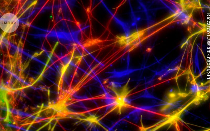 Neuro: La depresión podría frenar la formación neuronal