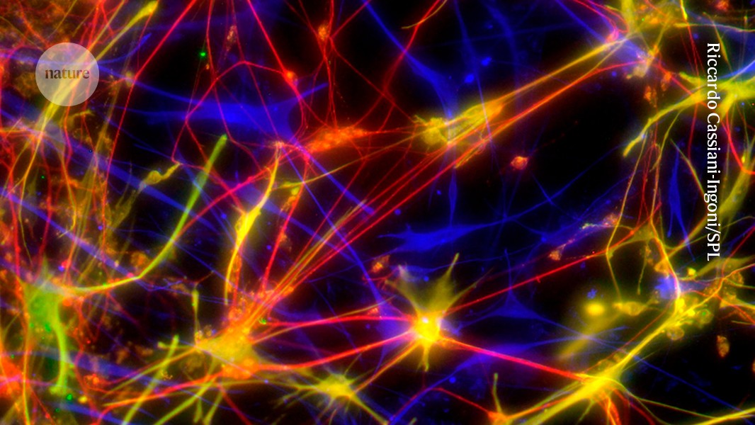 Neuro: La depresión podría frenar la formación neuronal