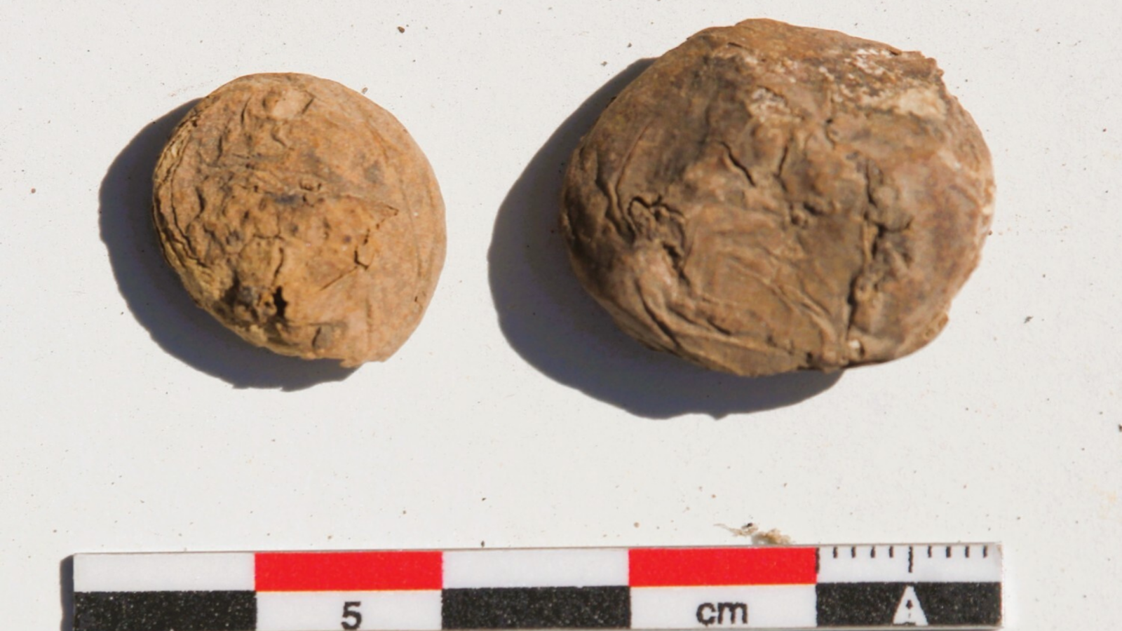 Arqueología: Papas incas liofilizadas aparecen en Perú