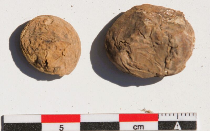Arqueología: Papas incas liofilizadas aparecen en Perú