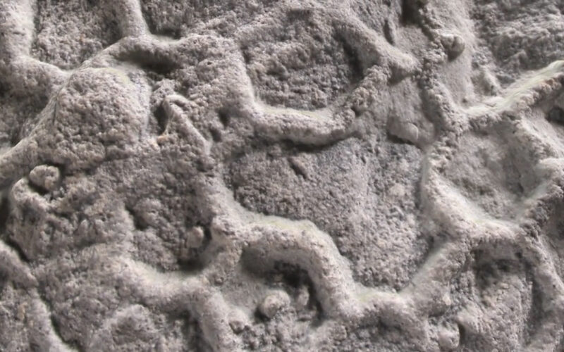 Paleontología: ¿quién dibuja panales en el fondo del mar?